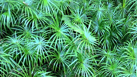 Material tablecloths green leaves
