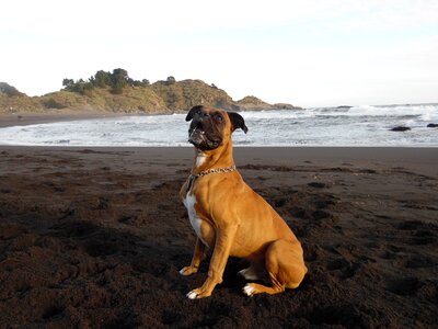 Dog boxer beach