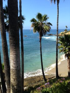 Beach palm tree photo