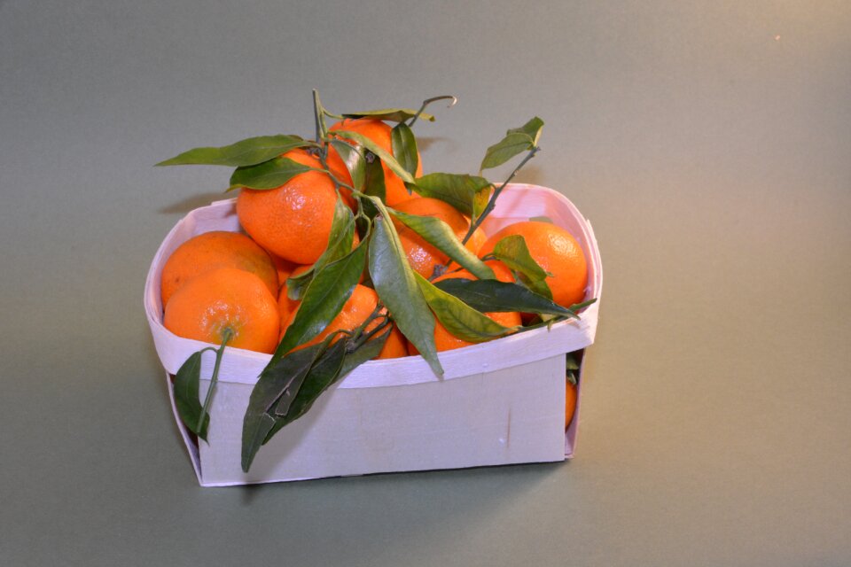 Power nature fruit trees
