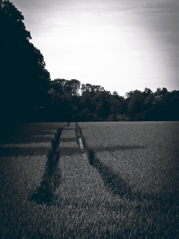 Landscape meadow lane