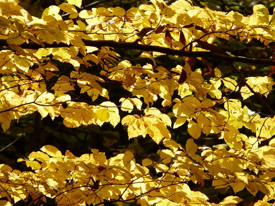 Forest golden autumn golden october