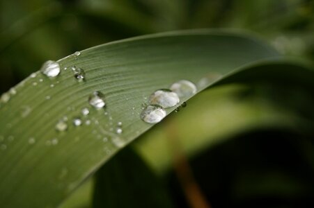 Rain foliage green photo