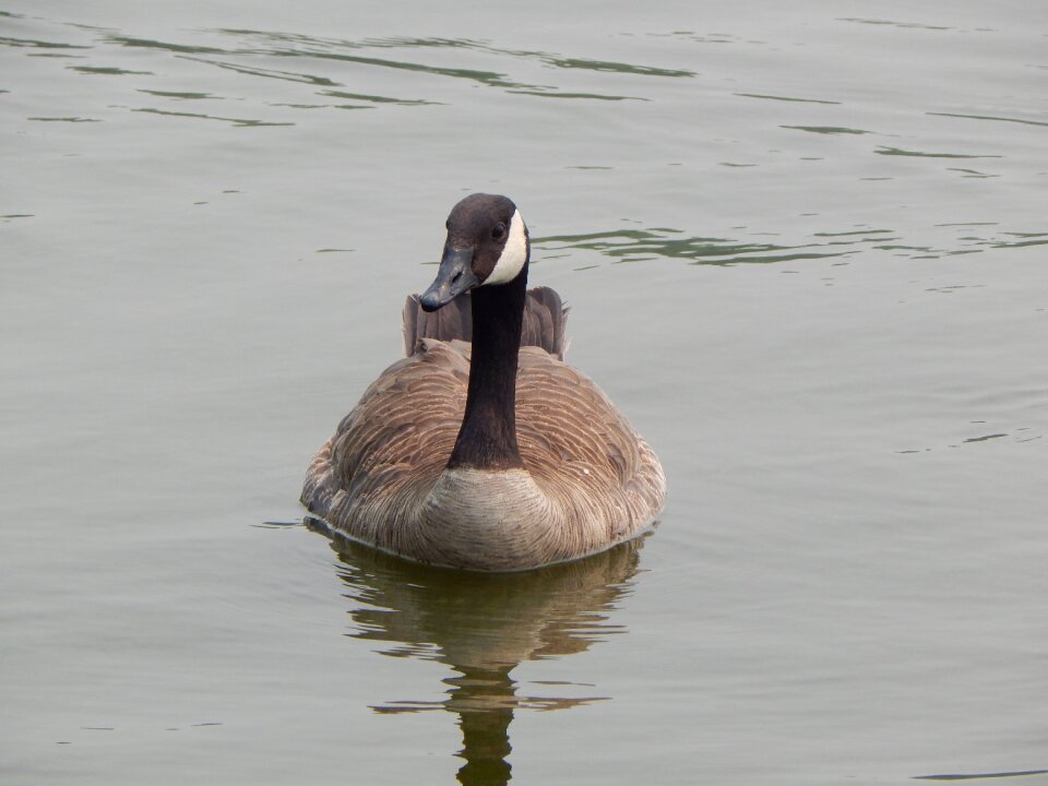 Water lake animal