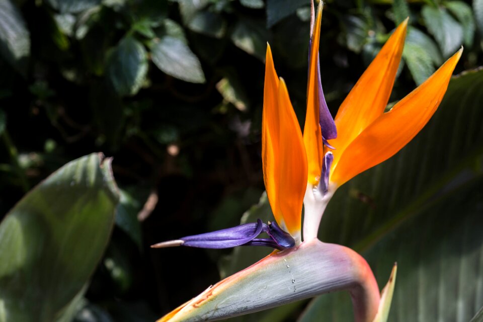 Flower blossom bloom