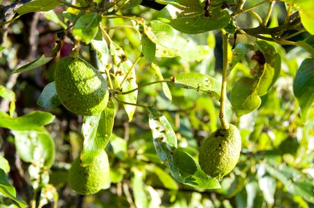 Green plant food