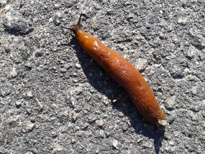 Summer nature snail