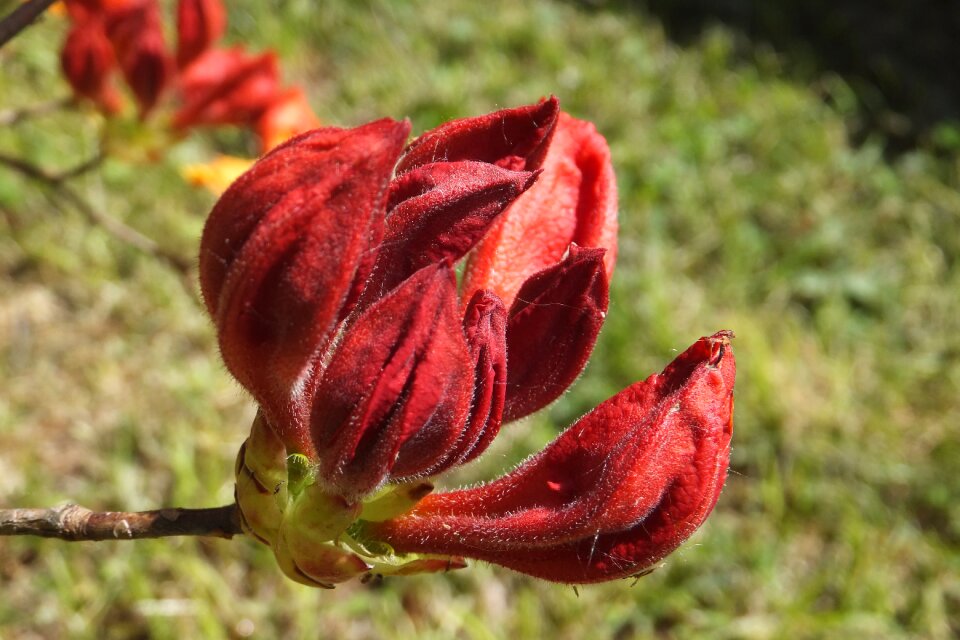 Close up spring garden