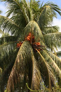 Palm coconut tree photo