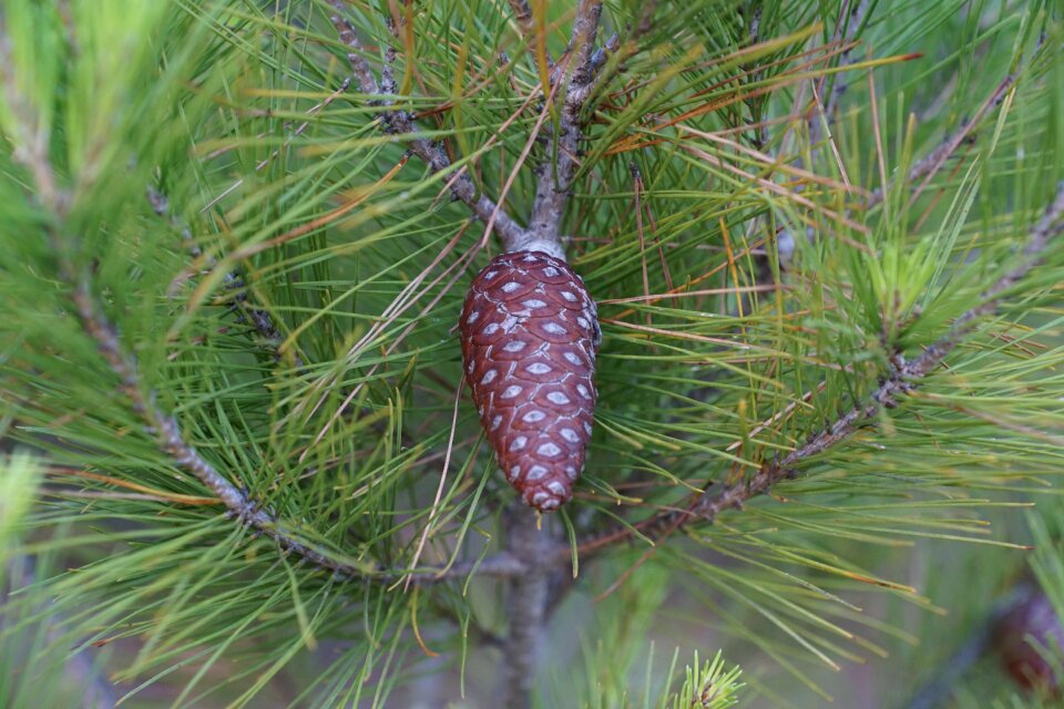 Needles green spring