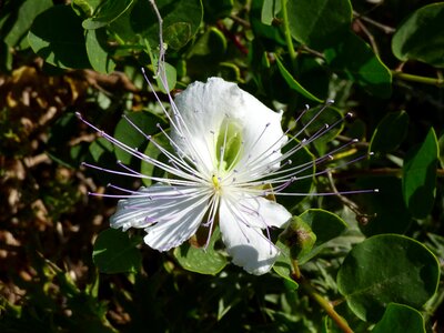 Nature plant caper