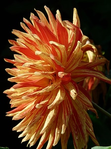 Blossom bloom red