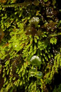 Moss natural plant