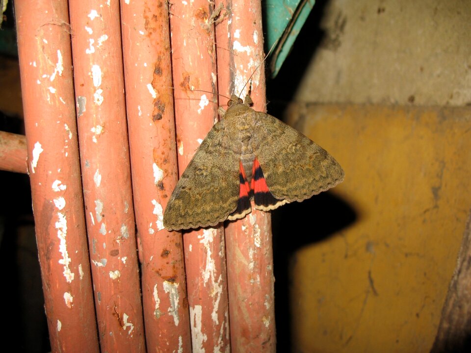 Butterfly moth insect