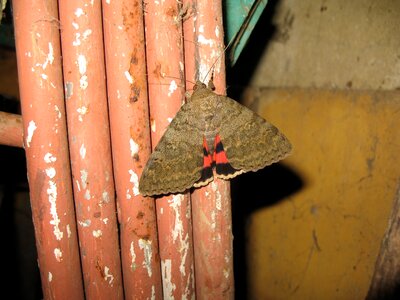 Butterfly moth insect