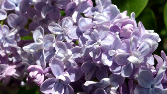 Bloom purple lilac spring