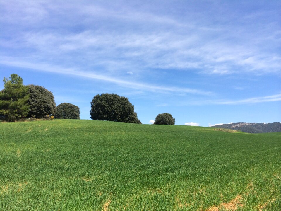 Wild field agriculture sky