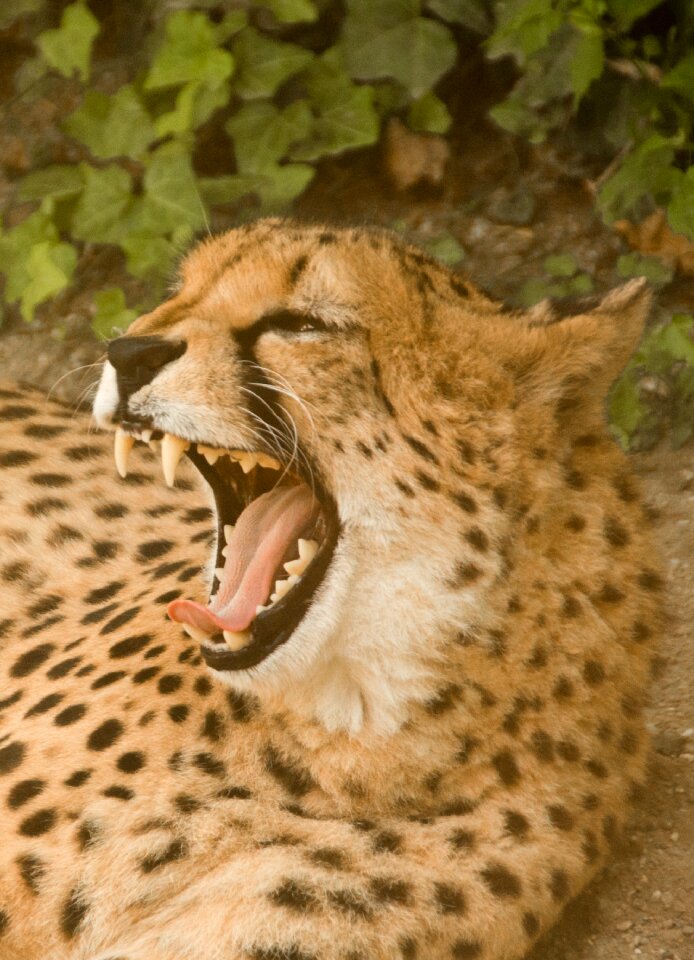 Safari nature national park