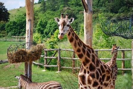 Giraffe the prague zoo animal