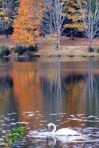 Swan lake photo