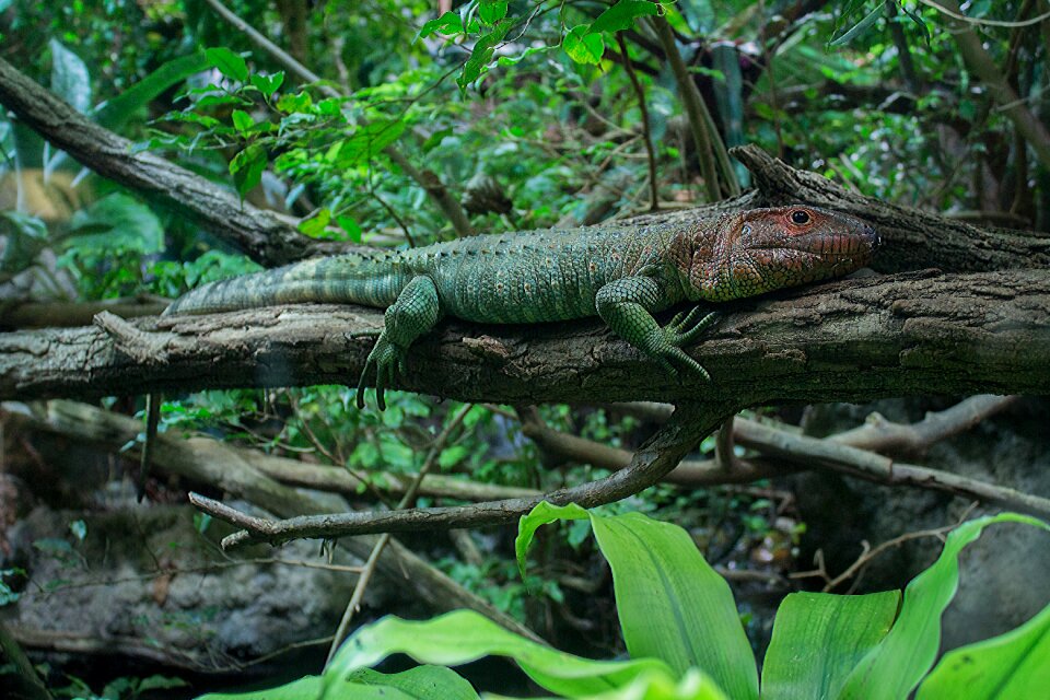 Teiidae creature reptile