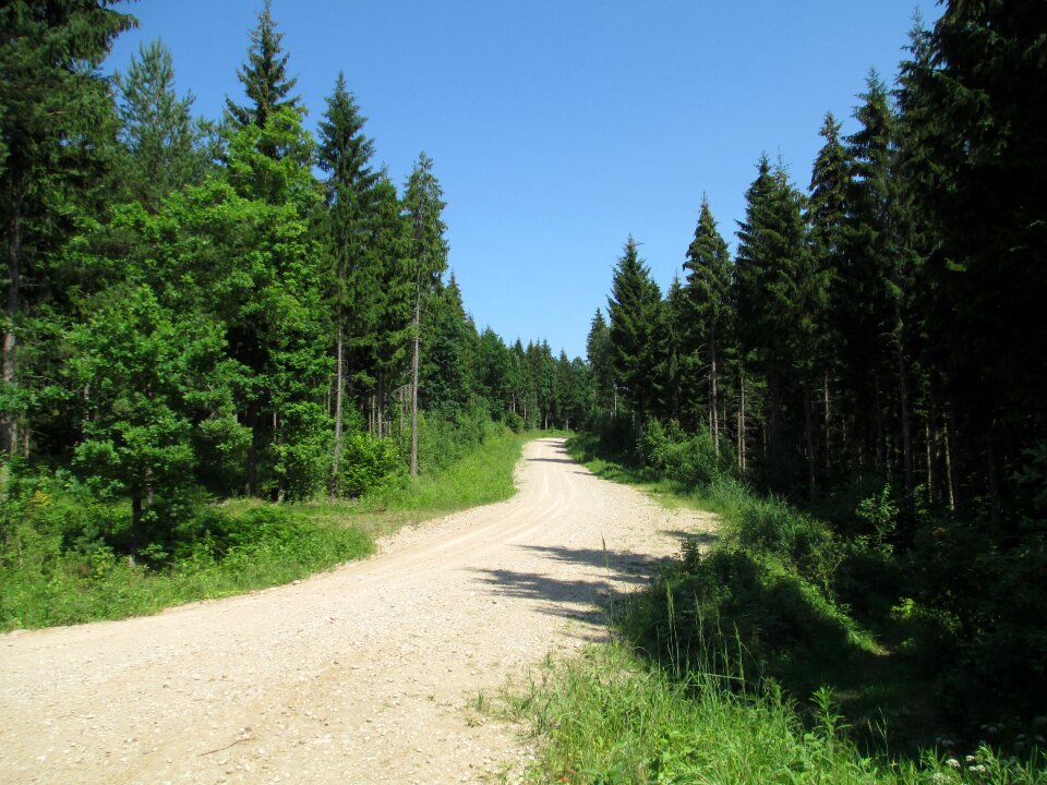 Landscape woods outdoor