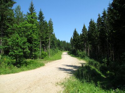 Landscape woods outdoor