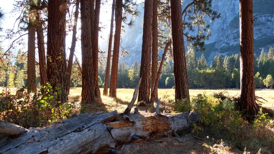 California forest park photo
