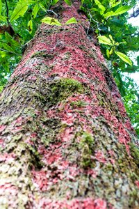Forest colorful nature