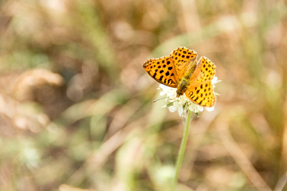 Animal summer close up