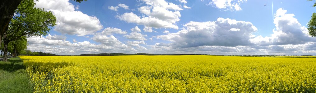 Blossom bloom rape blossom