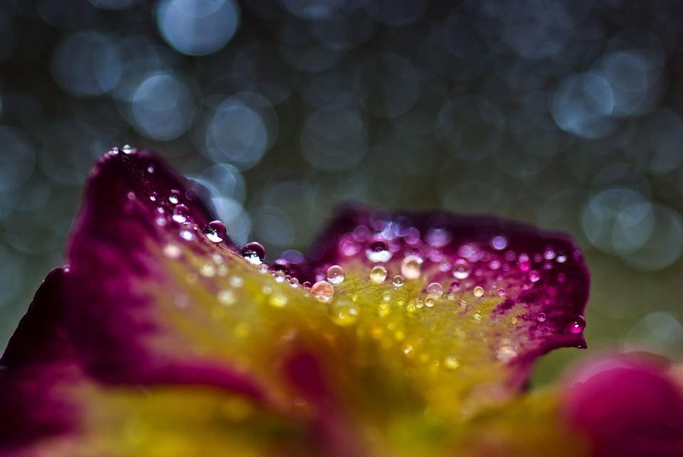 Nature drop of water close up