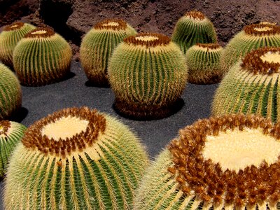 Lanzarote schwiegermuttersitz canary islands