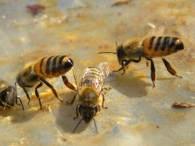 Honey bees animals insect