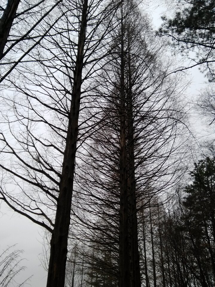 Wood winter silhouette