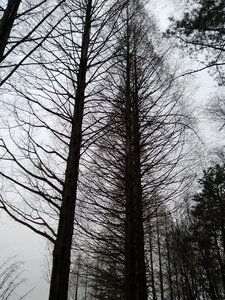 Wood winter silhouette