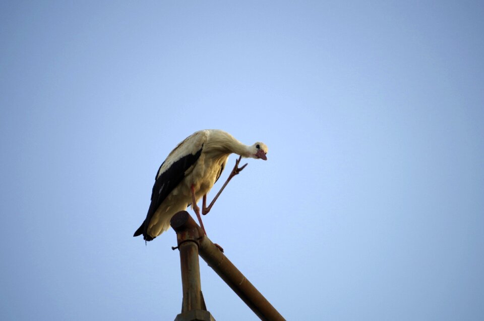 Nature white stork sky