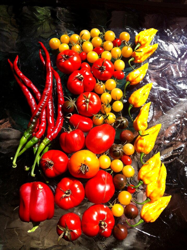 Pepper table gardening