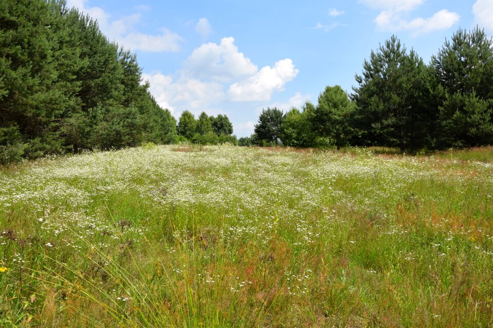 Meadow nature summer