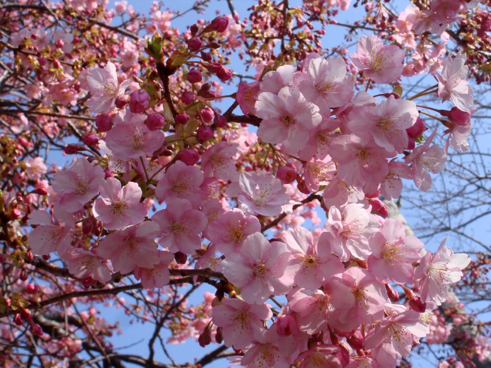Sakura cherry japan