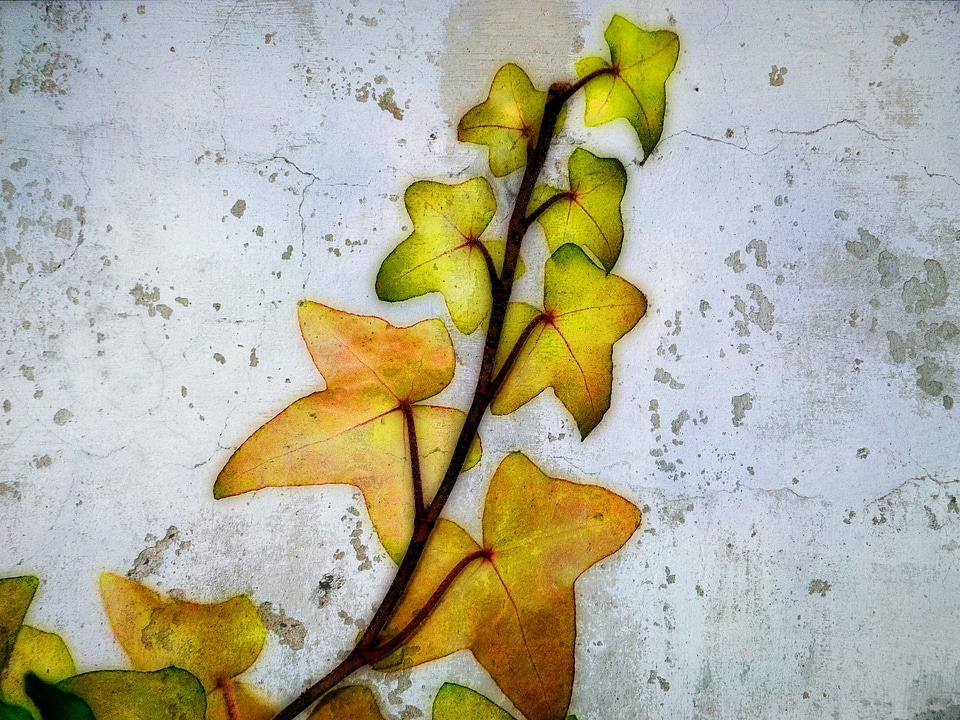 Branch floral flora