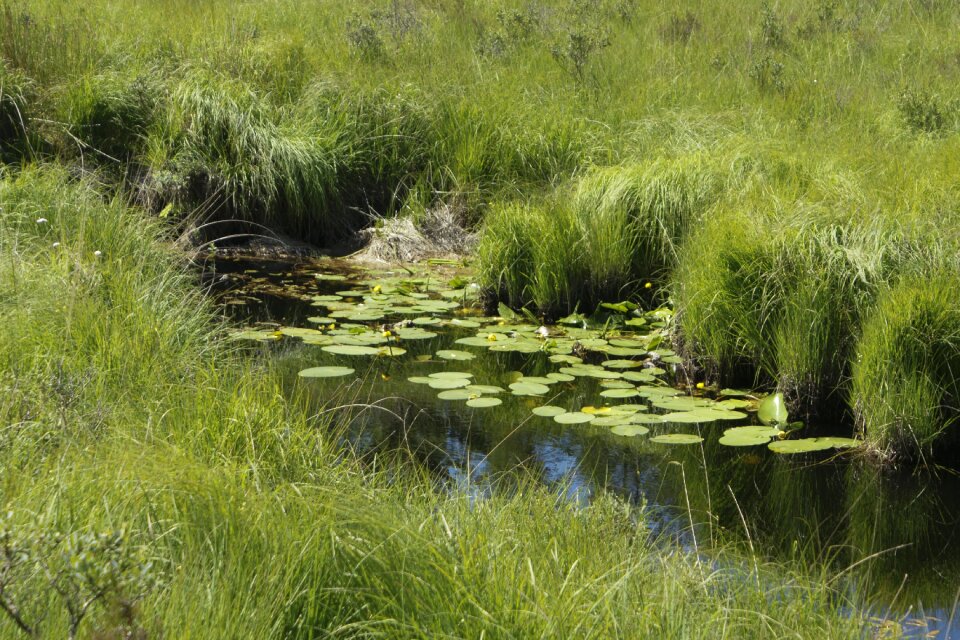 Nénuphare creek water