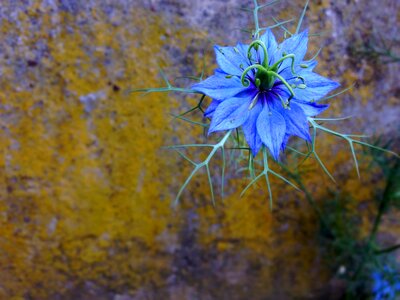 Plant nature blossom