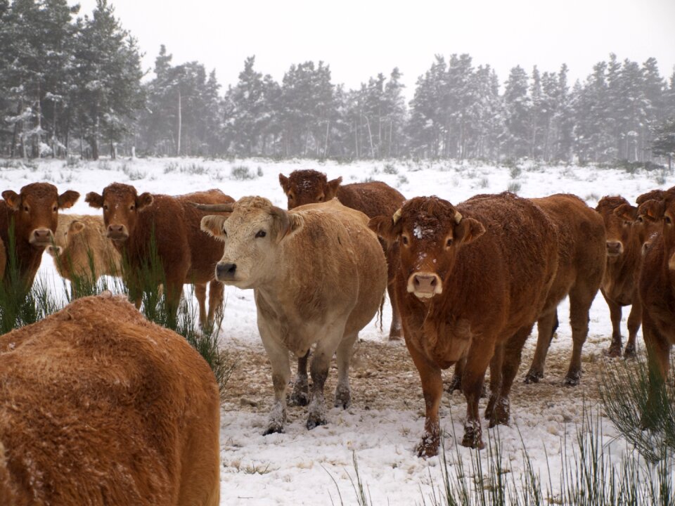 Field agriculture animals