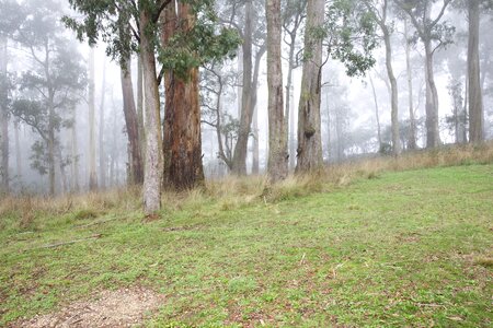 Trees mist photo