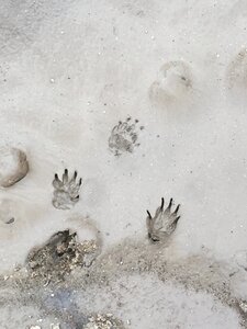 Wildlife animals