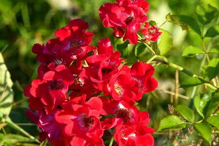 Red garden plant blossom