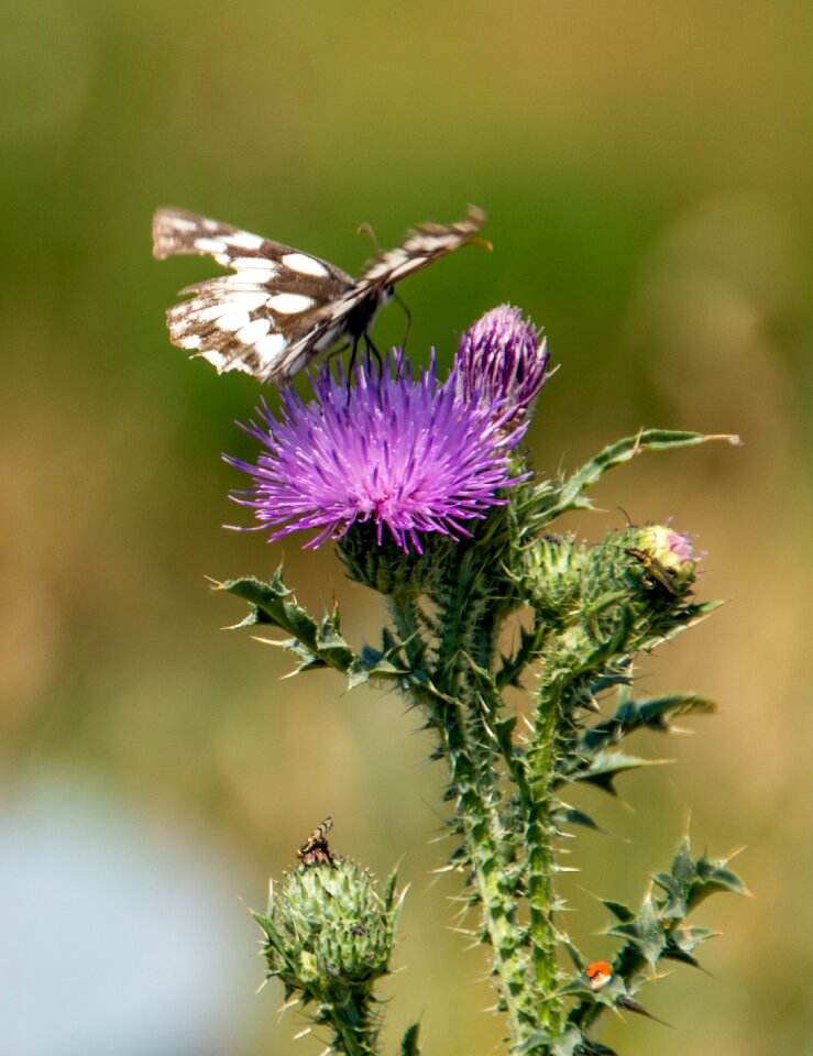 Insect animal summer