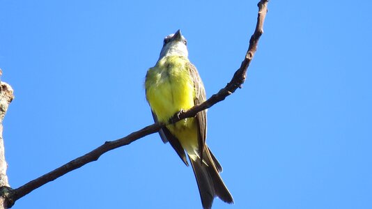 Birds birdie bird photo