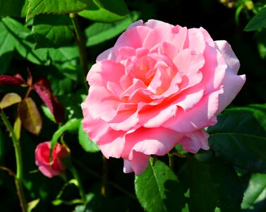 Rose close up plant photo